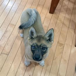 Flora - Wolf sable female Pomsky puppy in Doon, Iowa from Luxury Pomsky