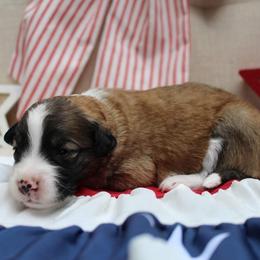 Sully - Sable male Bordoodle puppy in Ashland, Ohio from Cherry Blossom Doodles