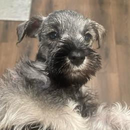 Oliver - Salt and pepper male Miniature Schnauzer puppy in Interlachen, Florida from Pam's Schnauzers