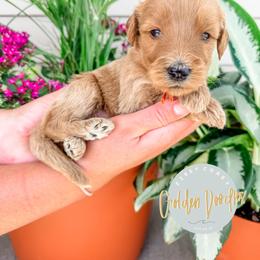 Willow - Apricot female Goldendoodle puppy in Jacksonville, Florida from First Coast Goldendoodles