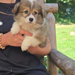No Collar Female - Red female Pembroke Welsh Corgi puppy in Tenino, Washington from LoneStar Corgis NW