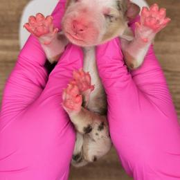 Quinn4Boy2- RMM, NBT,AKC,OFAs,Genetics - Red merle male Australian Shepherd puppy in South Hill, Virginia from Silverside Aussies LLC
