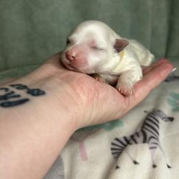 Sissy - White female Maltese puppy in Clover, South Carolina from Cudi’s Buddies