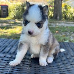 Helio - Black and white male Pomsky puppy in Boonville, Indiana from Elysian Pomskies