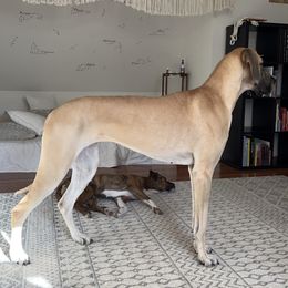 Great Danes from Ginger Danes
