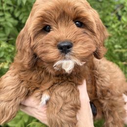 Marigold - Red female Cavapoo puppy in Tucson, Arizona from Adored Poodle & Doodles