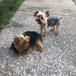 Yorkshire Terriers from Super Sweet Yorkies