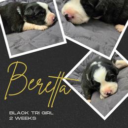 Beretta - Black tri-color female Australian Shepherd puppy in Abilene, Texas from S&K Aussies N' Rotties