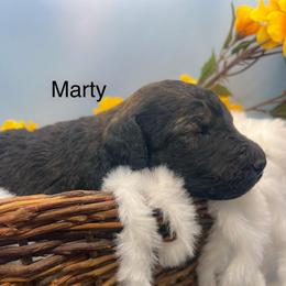 Marty - Silver male Poodle puppy in Greenville, North Carolina from Grace Poodles