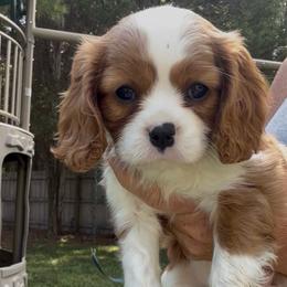 Sophie - Blenheim female Cavalier King Charles Spaniel puppy in Greensboro, North Carolina from Hyde Park Cavaliers