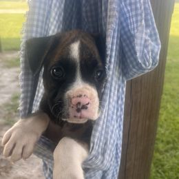 Red collar - Brindle male Boxer puppy in Center Hill, Florida from Rogers Farm’s Beloved Boxers