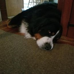 Bernese Mountain Dog All Grown Up from Adirondack Berners