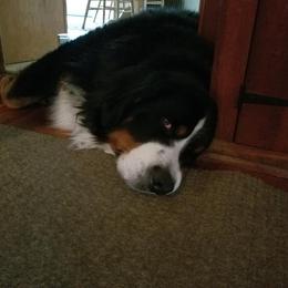 Bernese Mountain Dog All Grown Up from Adirondack Berners