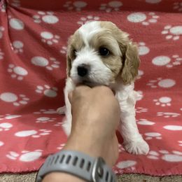 Cavachon Puppies from Brooke Erhard