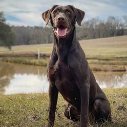 Lucy - Labrador Retriever