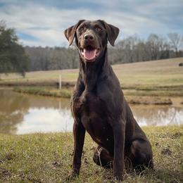 Lucy - Labrador Retriever