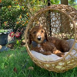 Grey collar - Parti male Goldendoodle puppy in Bakersfield, California from Cisneros Goldendoodles