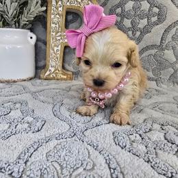 Haddy - Gold female Shihpoo puppy in Hartville, Missouri from Petty Paws