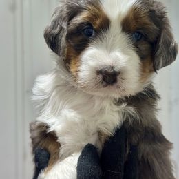 Female 2 - Blue merle female Bernedoodle puppy in Petersburg, Michigan from Brittany’s Mini Bernedoodles