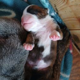 Bruno - Red brindle and white male Bulldog puppy in Cannon Falls, Minnesota from Pattys Boxers and Bulldogs