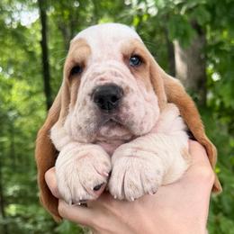 Yoshi - Red and white male Basset Hound puppy in Red Bay, Alabama from Maple Street Bassets