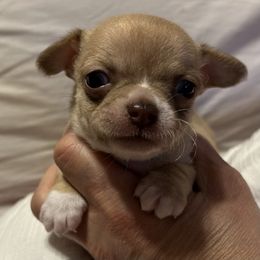 Cooper - Chocolate male Chihuahua puppy in Hampton, Virginia from Chilove Chihuahuas