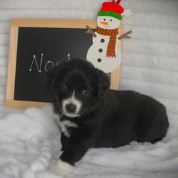 Noel - Black & white female Australian Shepherd puppy in Mocksville, North Carolina from Trailblazing Aussies