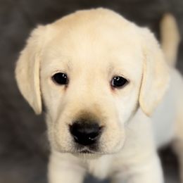 Simba - Labrador Retriever puppy in Camden, Tennessee from Pure Heaven Labs