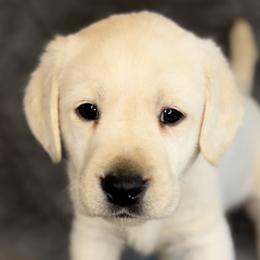 Simba - Labrador Retriever puppy in Camden, Tennessee from Pure Heaven Labs