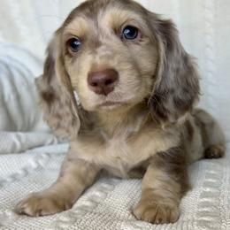 Dachshund Puppies from Long_and_Low_Dachshunds