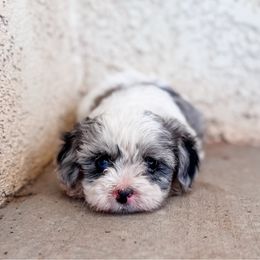 Hansel - Merle male Cavapoo puppy in Saint George, Utah from Fitzdoodles