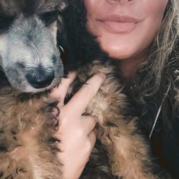 Poodle Puppies from Paddock's Purebred Poodles