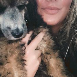 Poodle Puppies from Paddock's Purebred Poodles
