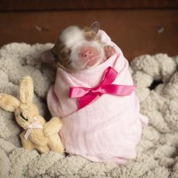 Brittany and Cavalier King Charles Spaniel Puppies from Katy Cavaliers & Barefoot Days Brittanys