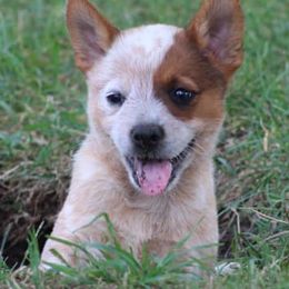 Australian Cattle Dogs from 4C Cattle Dogs