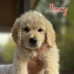 Red Collar - Cream female Goldendoodle puppy in Ringgold, Georgia from Sweet B’s Goldendoodles