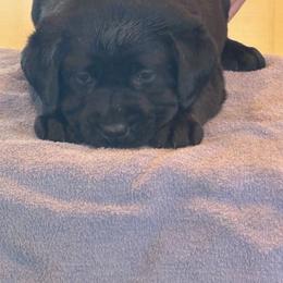 Purple collar - Black female Labrador Retriever puppy in Whigham, Georgia from Diamond C Labradors