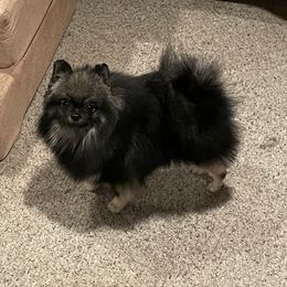 Midge - Pomeranian