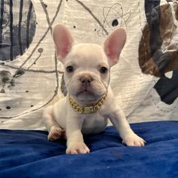 Aspen - French Bulldog puppy from The Frenchie Lady Co.
