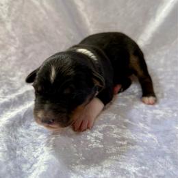 Fudge - Black tri-color female Australian Shepherd puppy in Mount Vernon, Texas from RJ's Aussie Posse