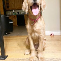 Labradoodle puppies from Vals Doodles
