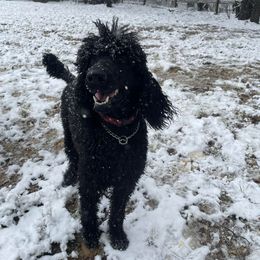 Poodles from Mango Doodles