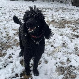 Poodles from Mango Doodles