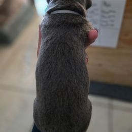 Grey Collar - Cupid - Gray male Cane Corso puppy in Lake Elsinore, California from CRUCIAL CANE CORSOS