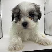 Boy 1 - Black gold and white male Shorkie puppy in Boca Raton, Florida from Tina-Marie's Pups