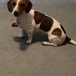 Riley - Dachshund