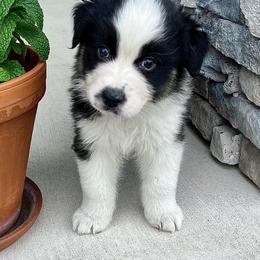 Roman - Black tri-color male Australian Shepherd puppy in Loda, Illinois from Pilcher Farms