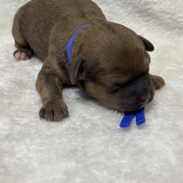 Chihuahua, Goldendoodle, and Shihpoo Puppies from That’s My Puppy