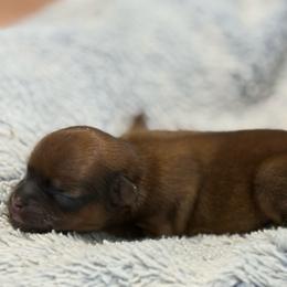 Beignet - Blue and tan male Shorkie puppy in Delta, Colorado from SATA Kennels