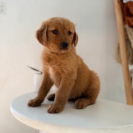Purple Color Girl - Dark golden female Golden Retriever puppy in Loma Rica, California from BloomingPuppies